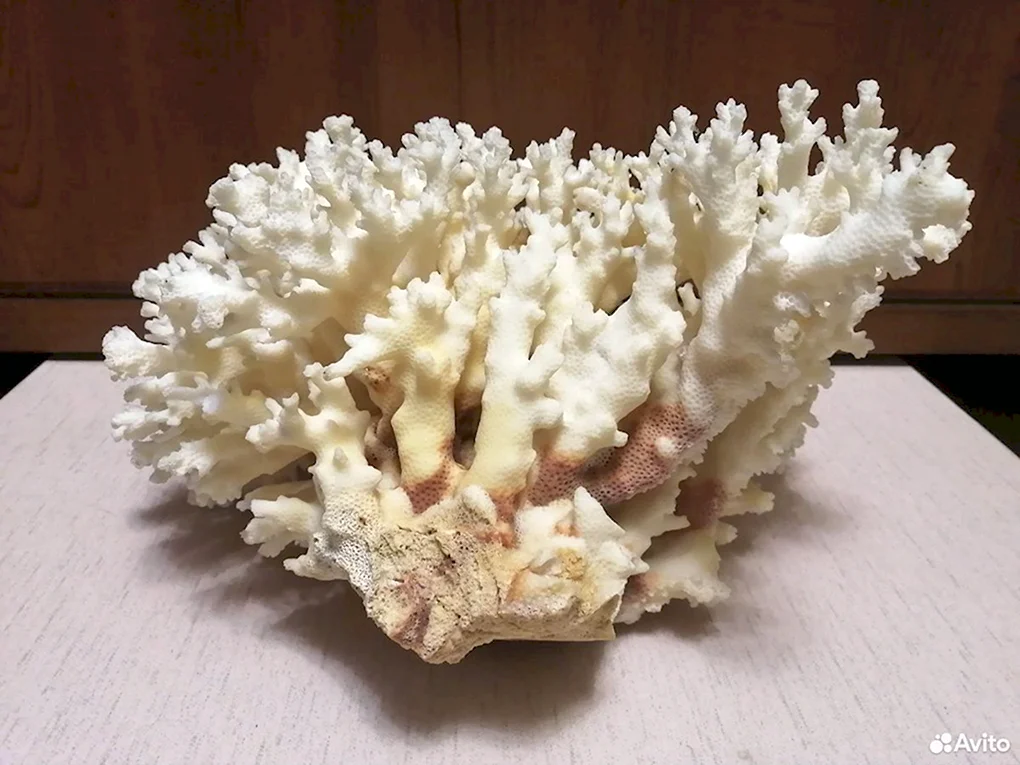 Морские кораллы