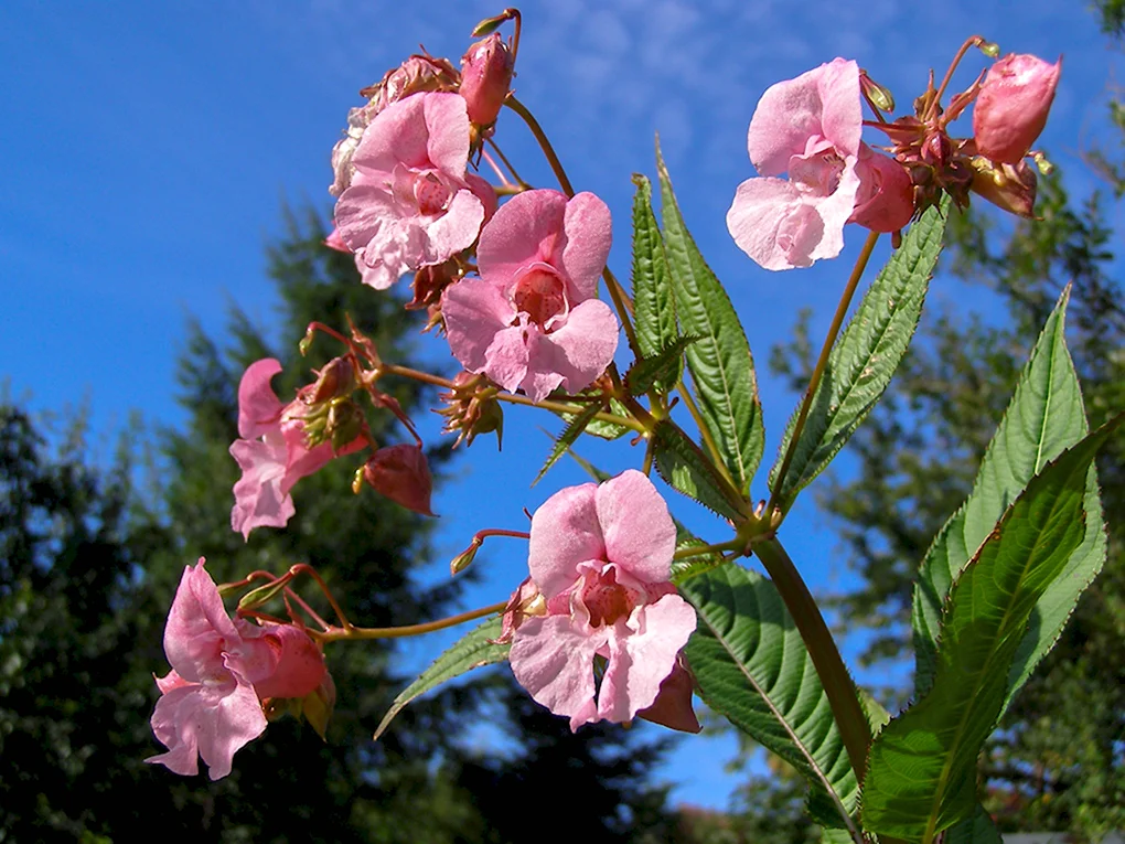 Недотрога железистая Impatiens glandulifera