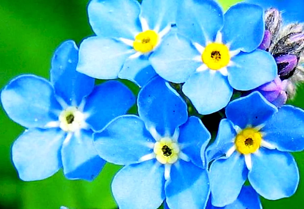 Незабудка Альпийская Myosotis alpestris