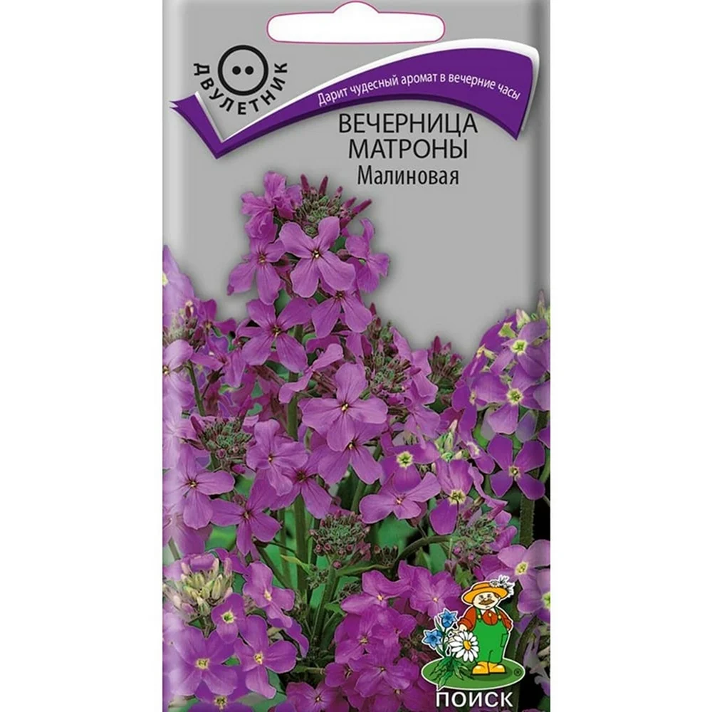 Ночная фиалка цветок вечерница Матроны