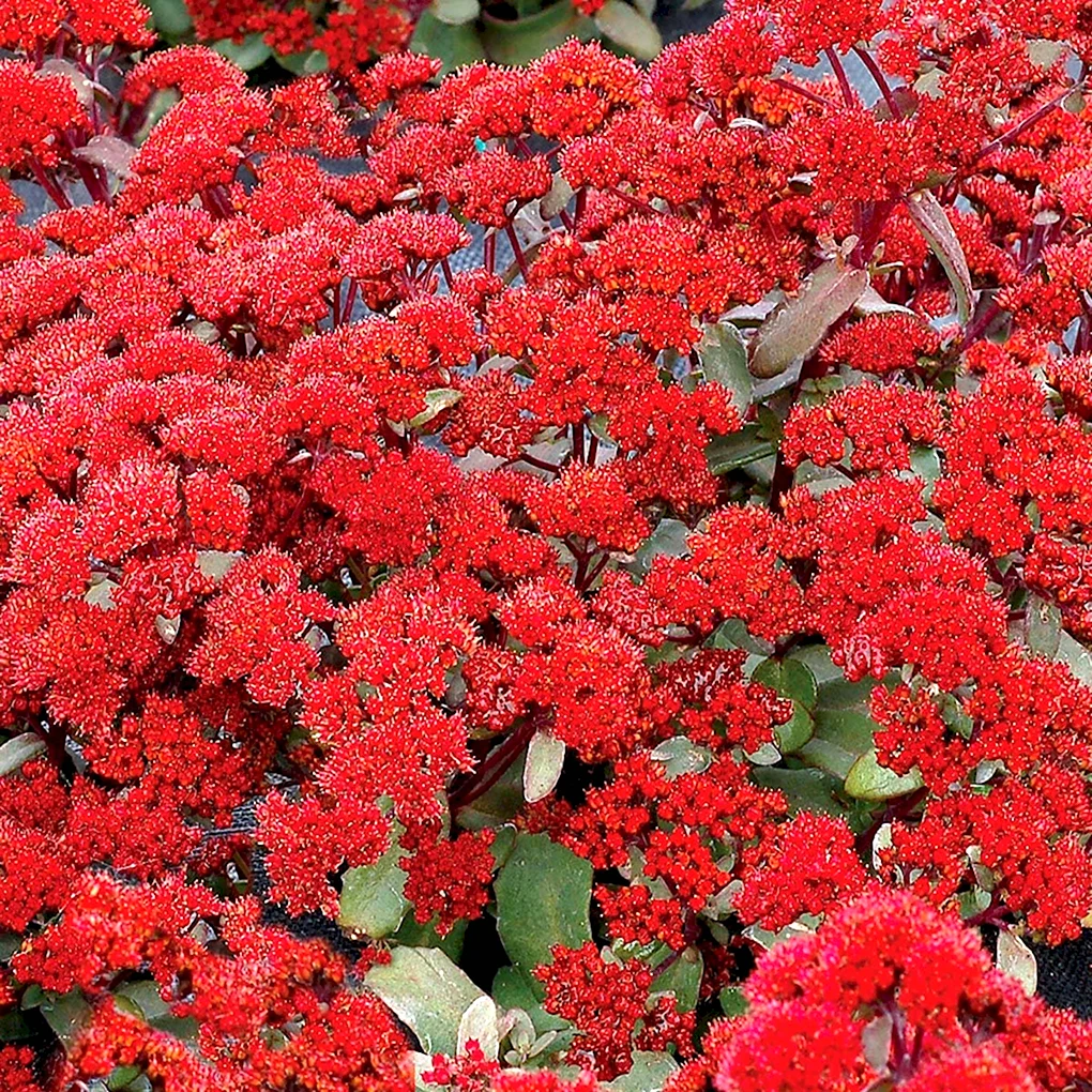 Очиток Desert Red Sedum telephium