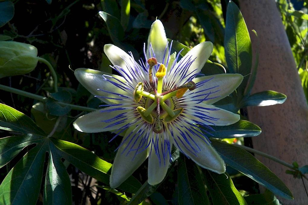 Пассифлора caerulea
