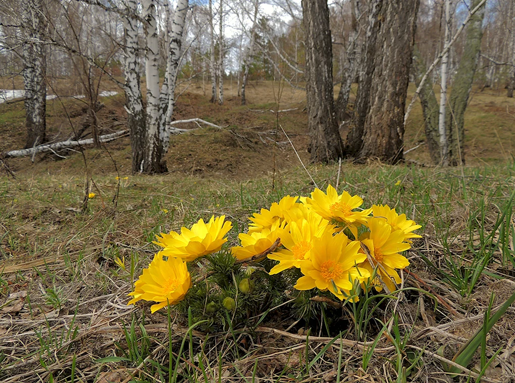 Первоцветы в желтые адонис