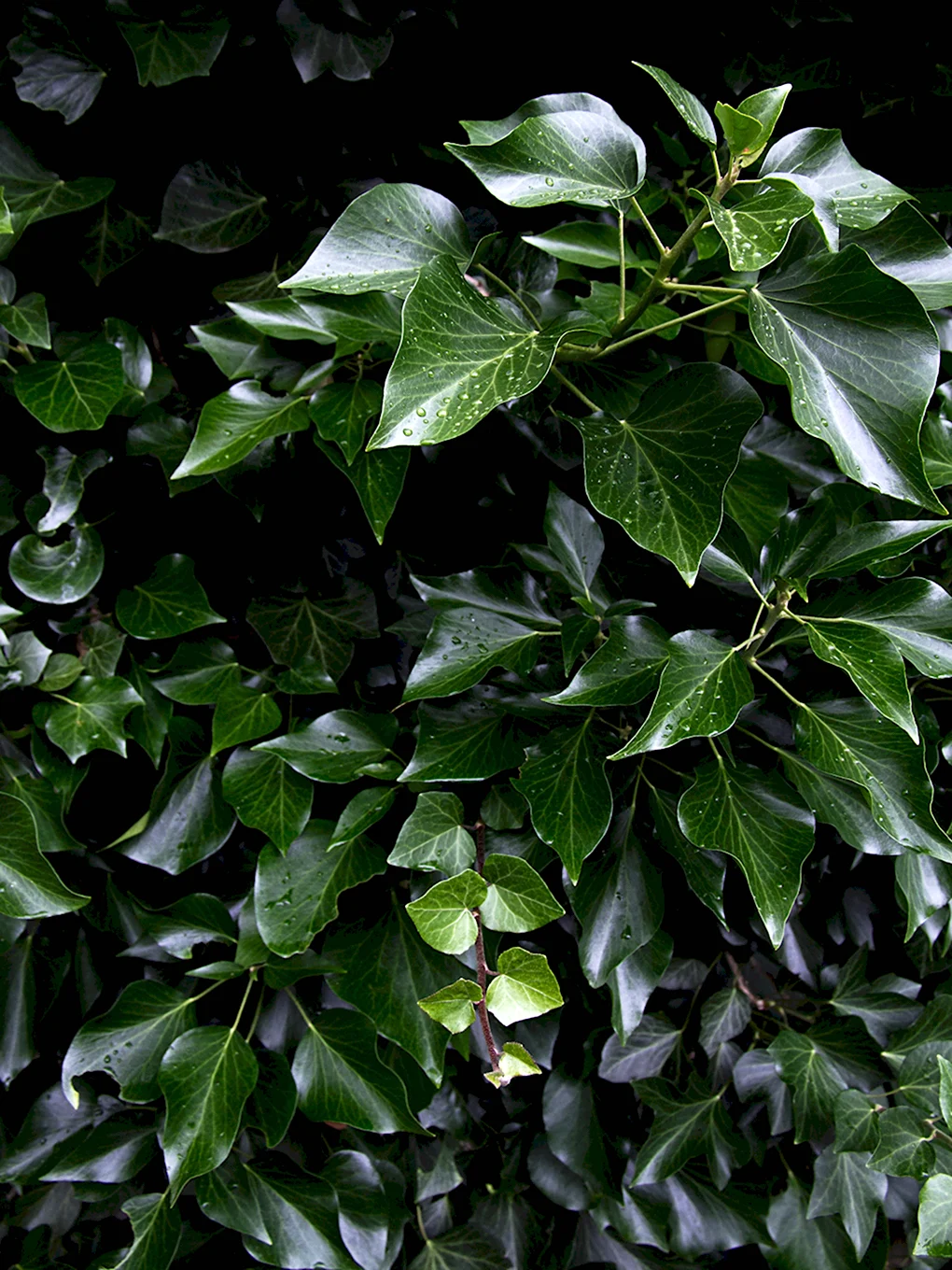 Плющ вечнозеленый Hedera.