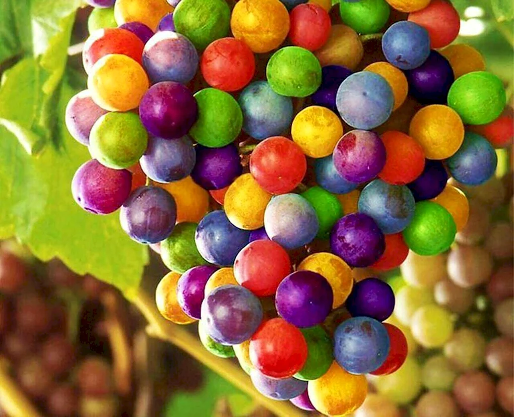 Rainbow grapes виноград
