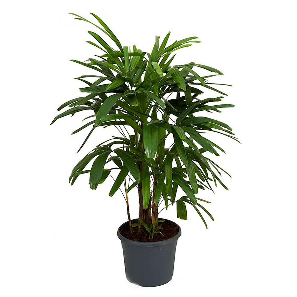 Рапис Excelsa