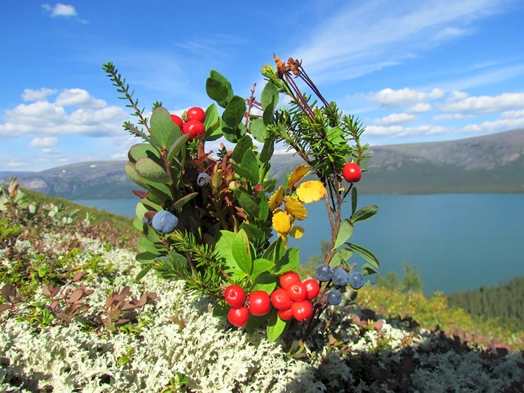 Растения тундры Морошка