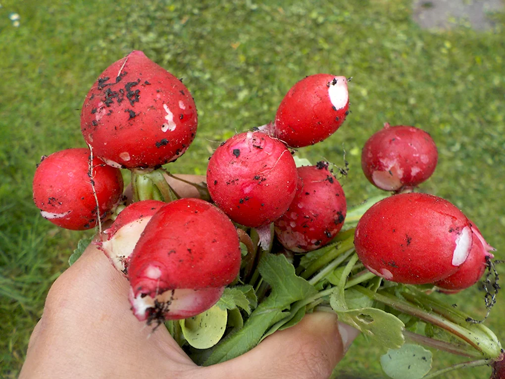 Редис