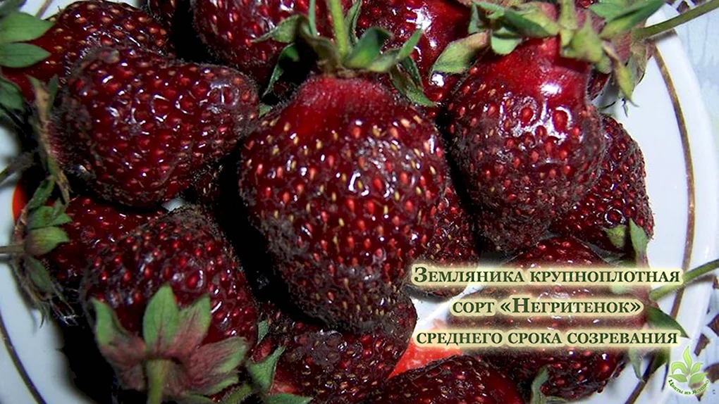 Ремонтантная клубника черный принц