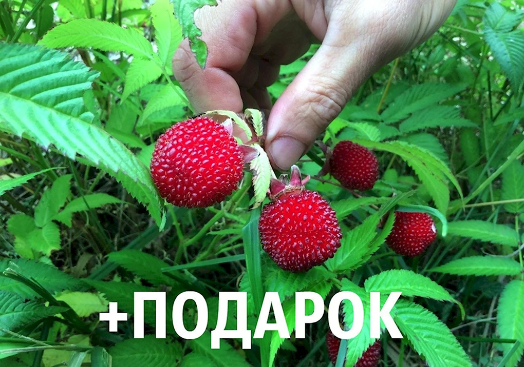 Розоволистная тибетская малина