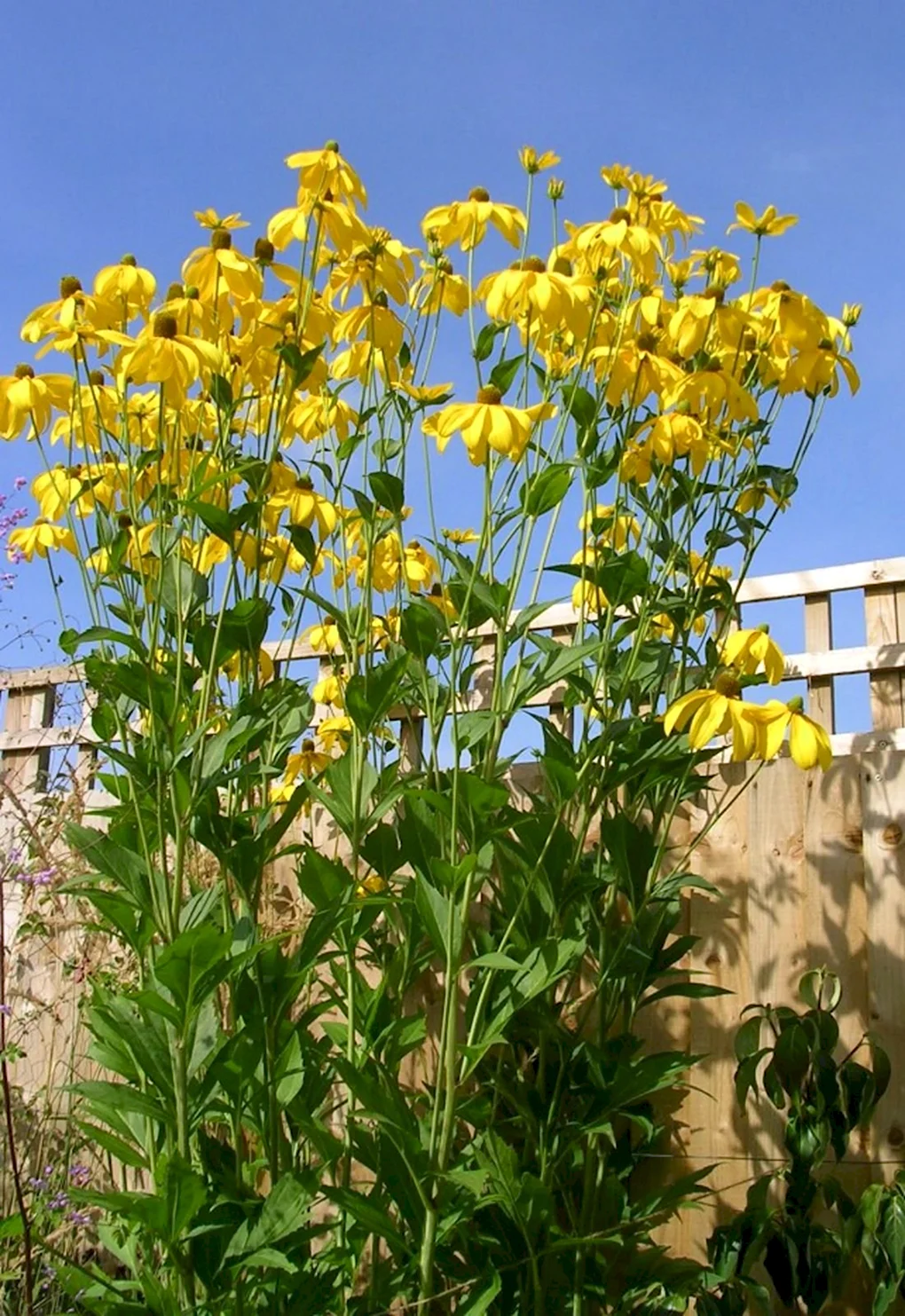 Rudbeckia laciniata