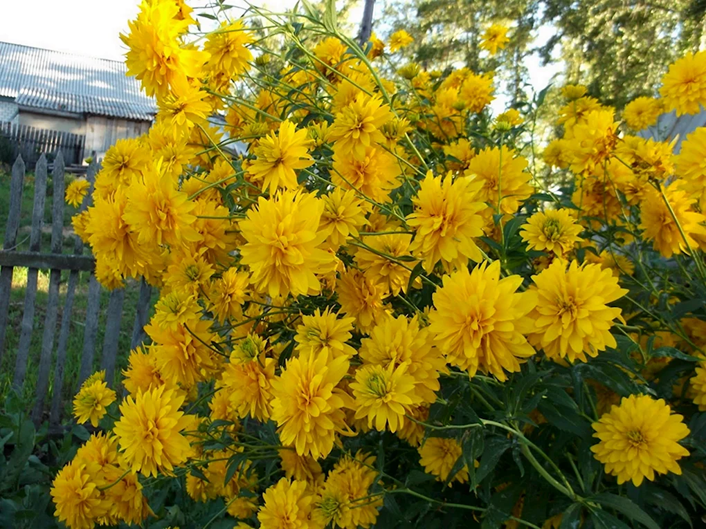 Рудбекия золотой шар