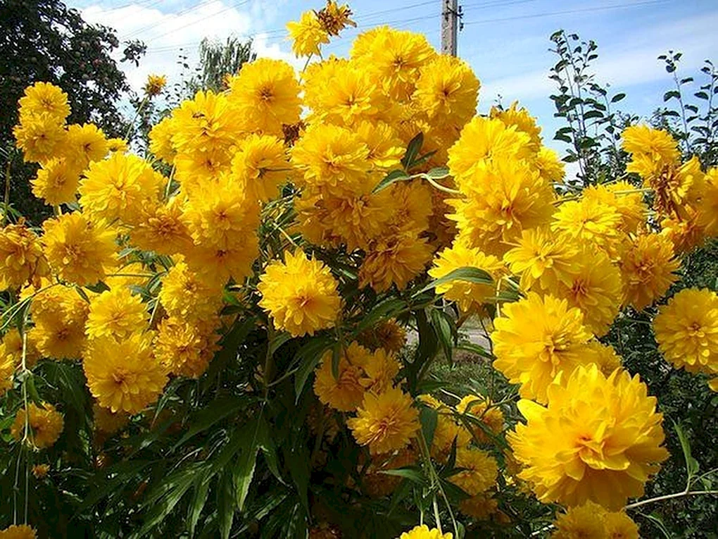 Рудбекия золотой шар