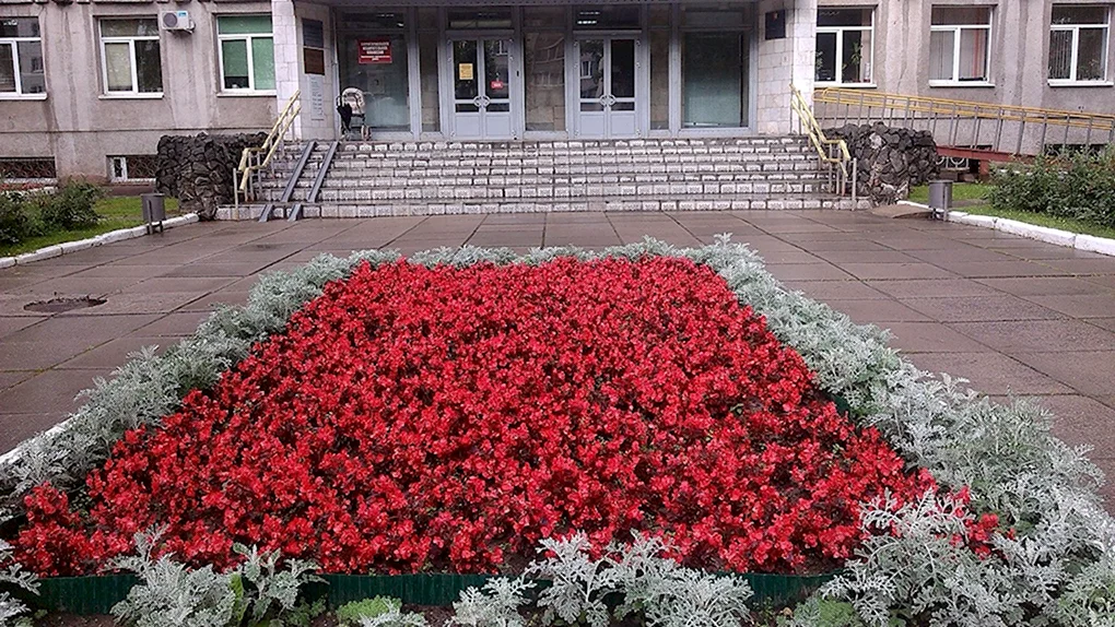 Сальвия бордюрная