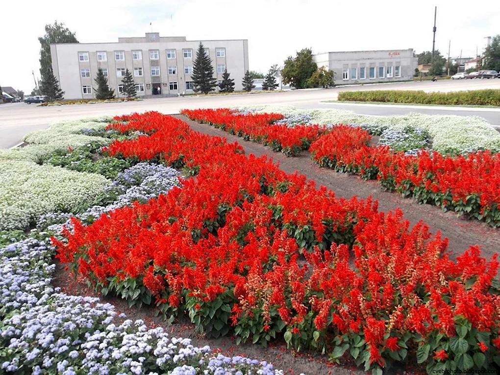 Сальвия Плейона