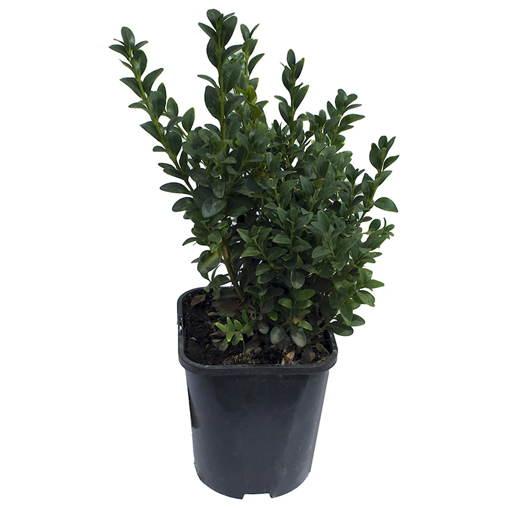 Самшит Buxus