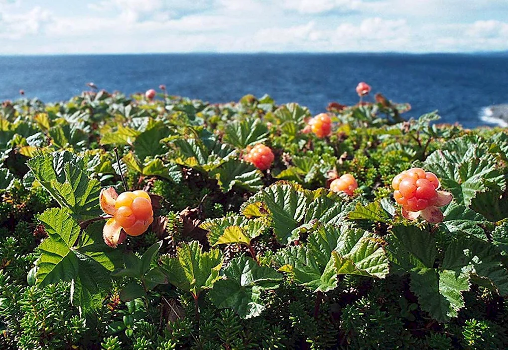 Северная ягода Морошка