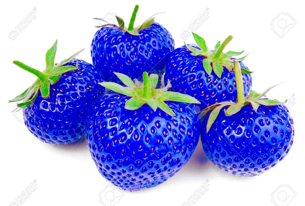 Синяя земляника