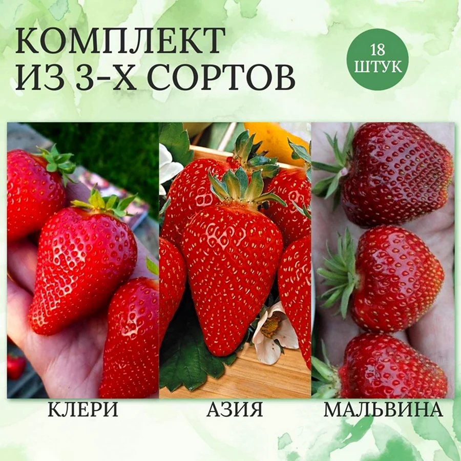 Сорт клубники Деройял
