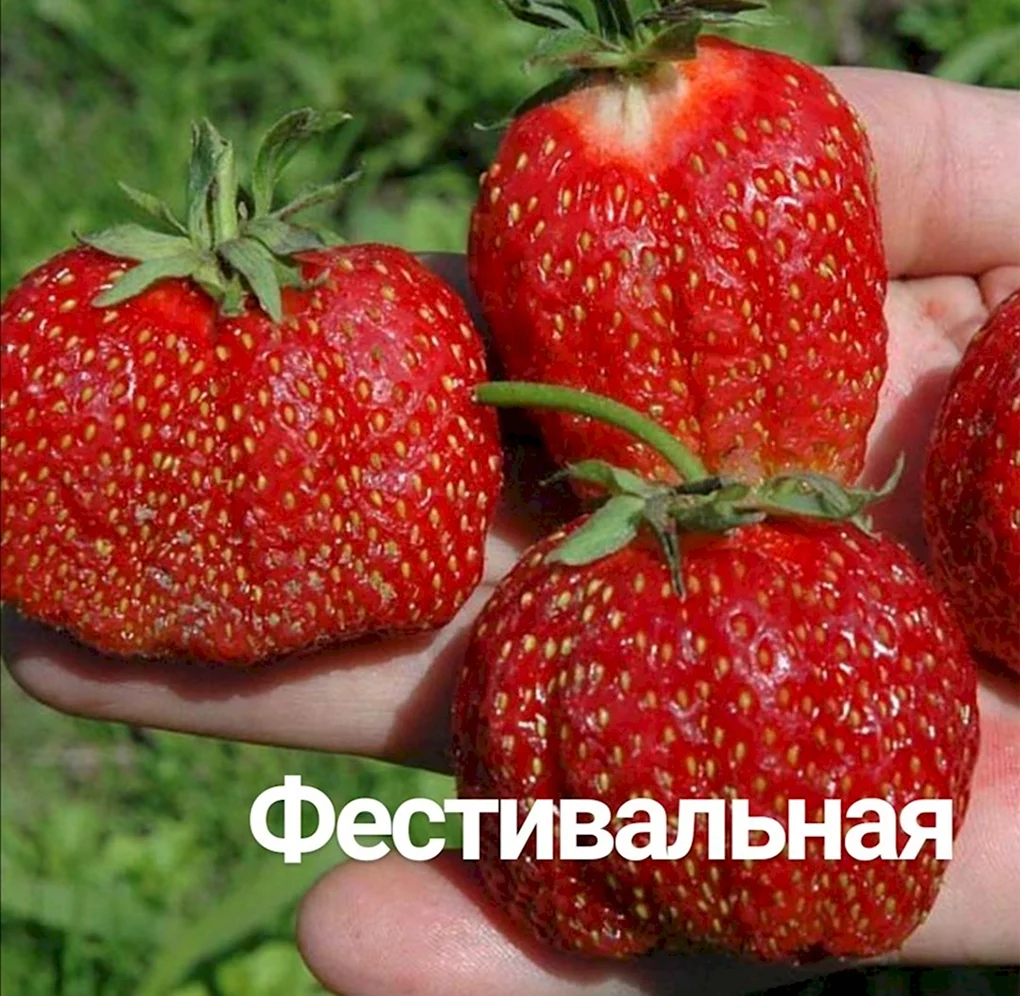 Сорт клубники Гигантелла