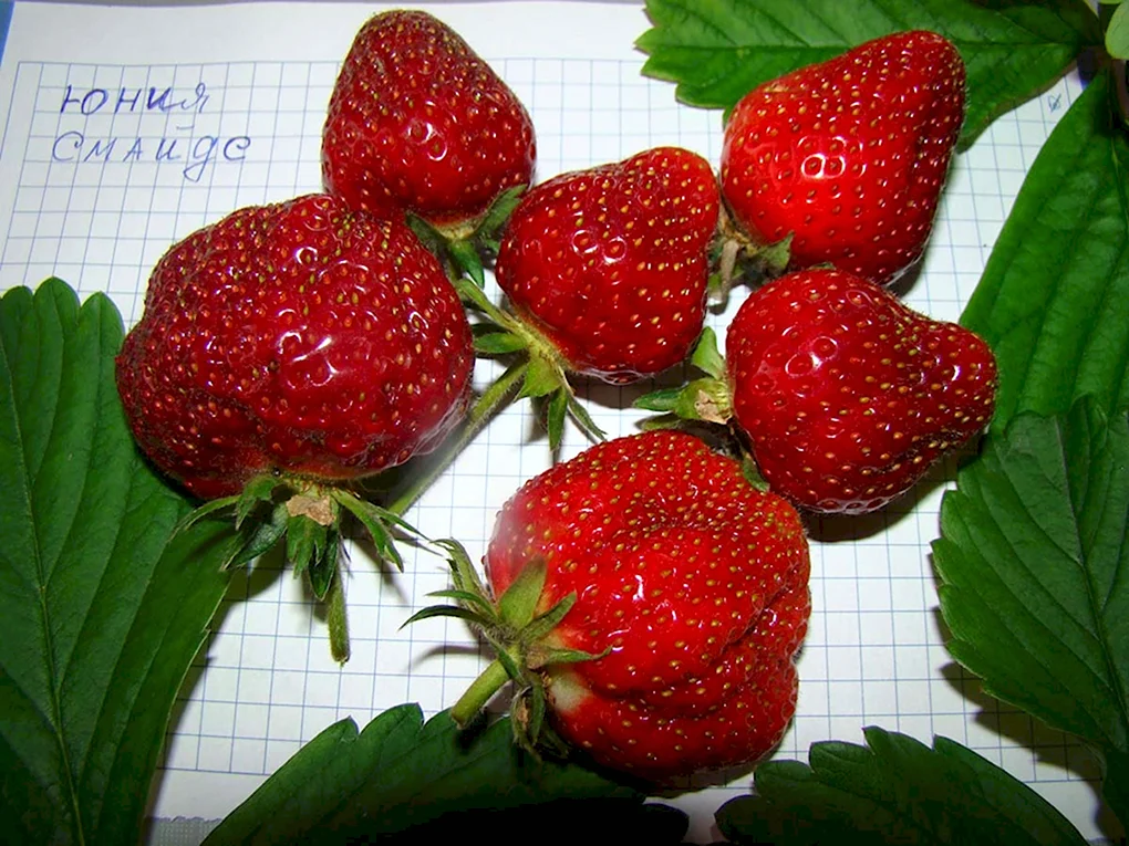 Сорт клубники Юния Смайдс