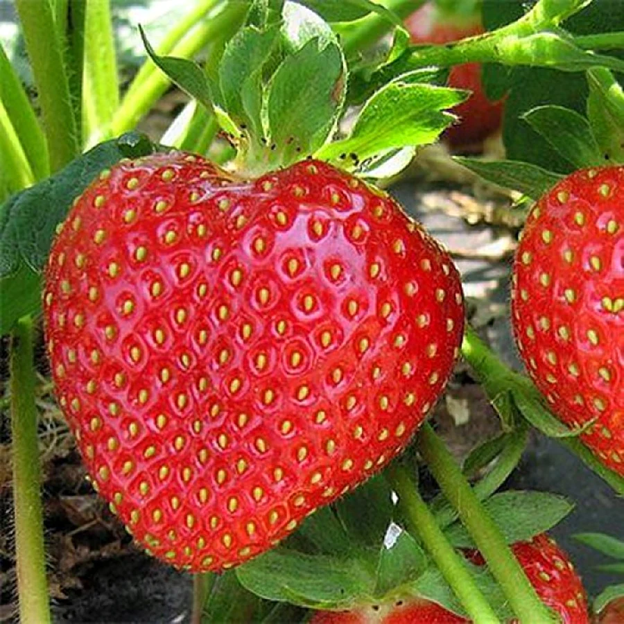Сорт клубники Кимберли
