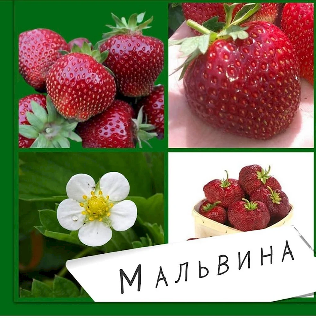 Сорт Виктории Мальвина