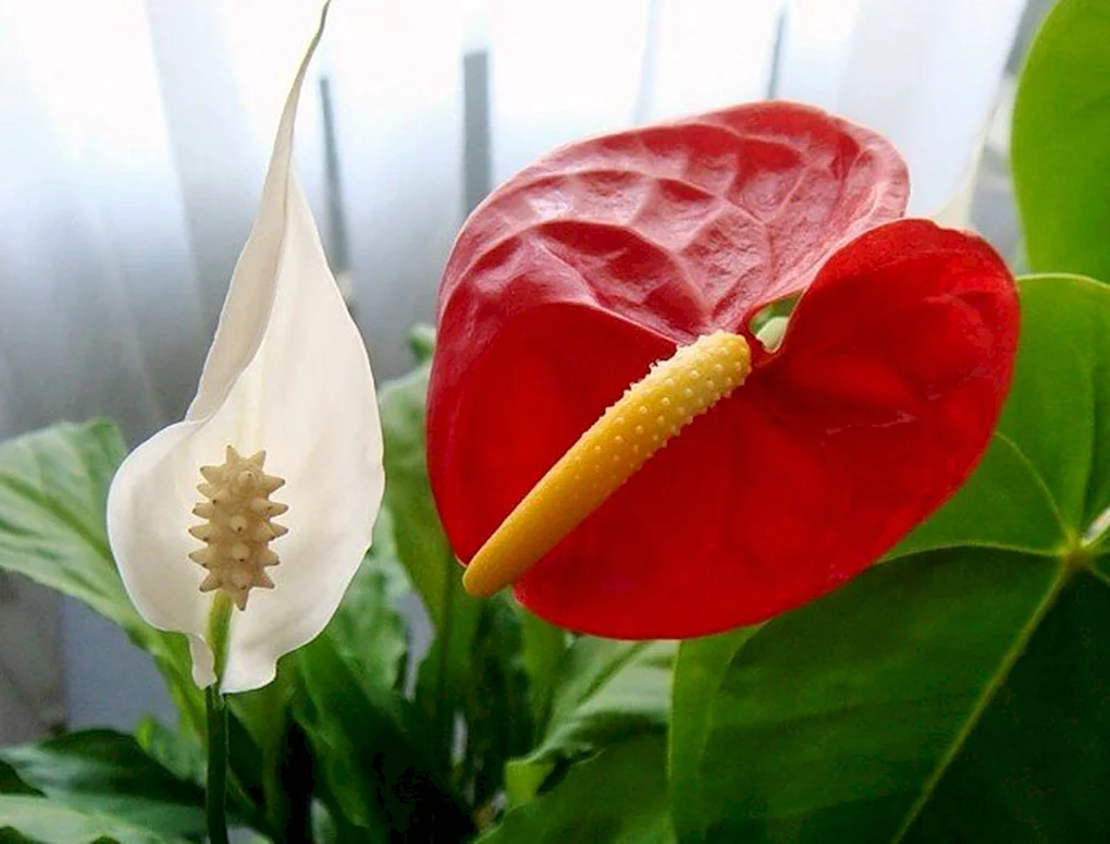 Спатифиллум Spathiphyllum