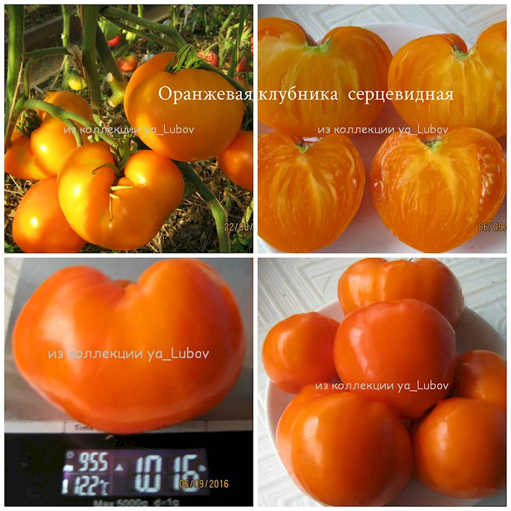 Томат немецкая земляника оранжевая