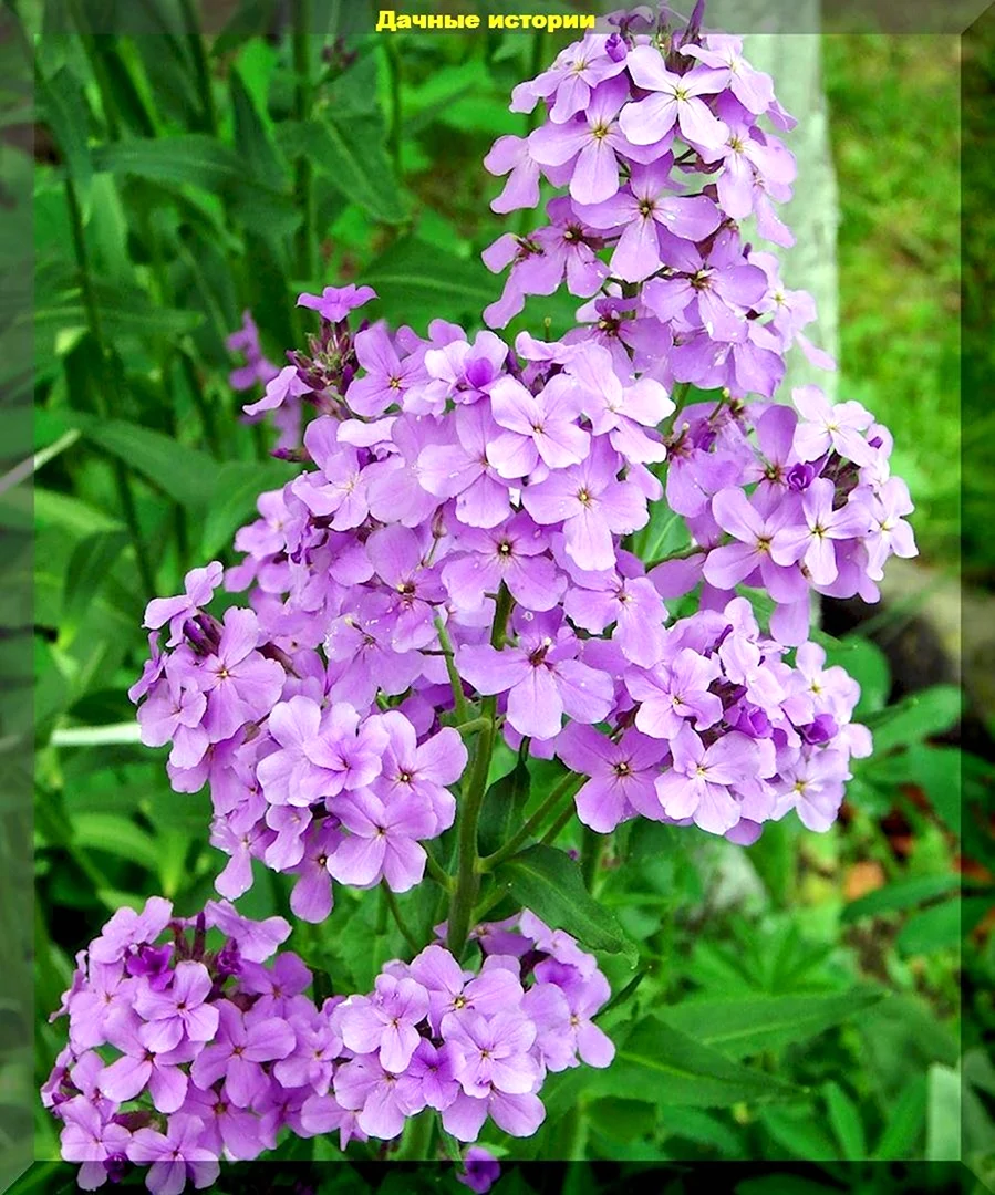Вечерница Матроны гесперис.