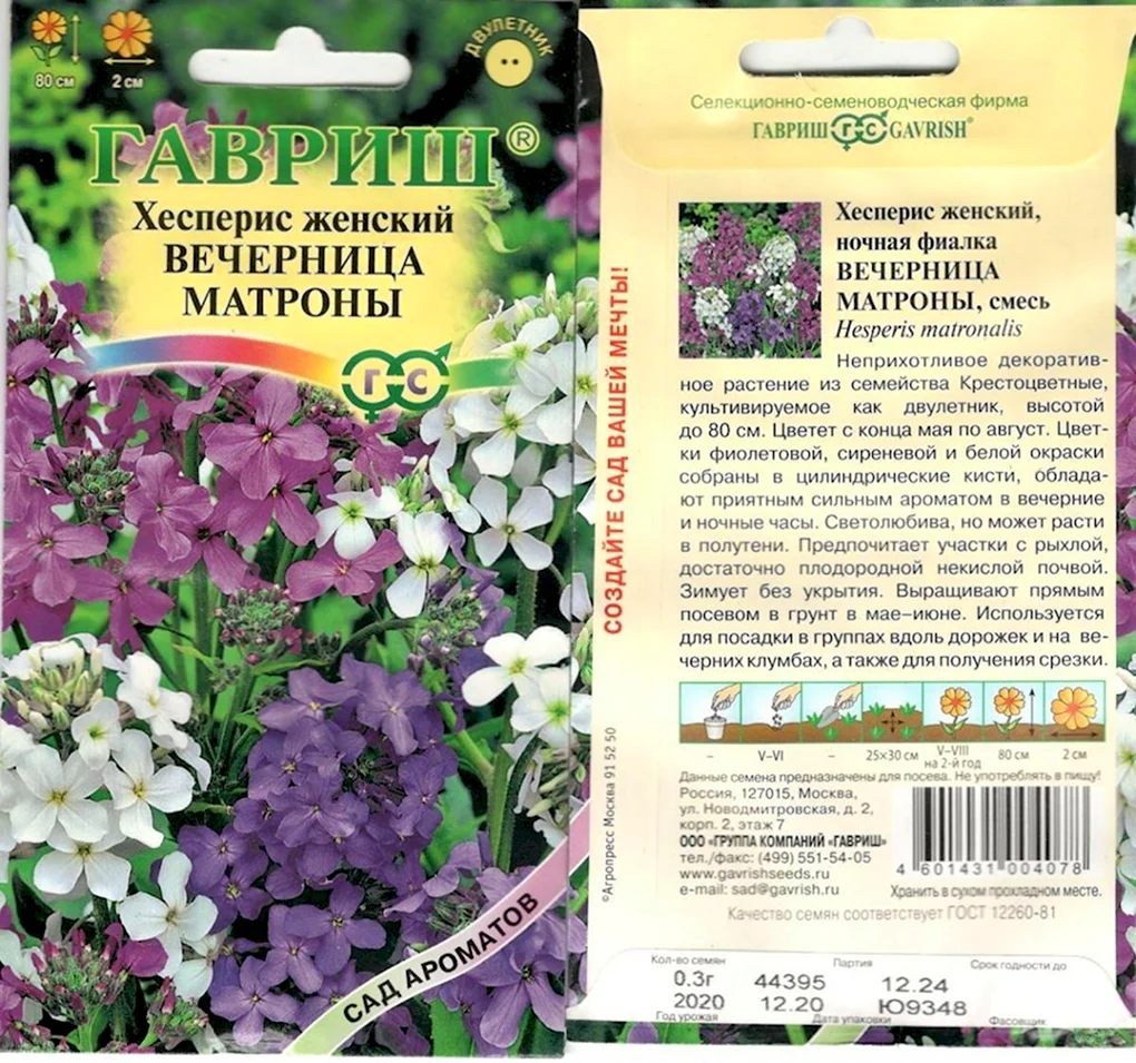 Вечерница Матроны смесь