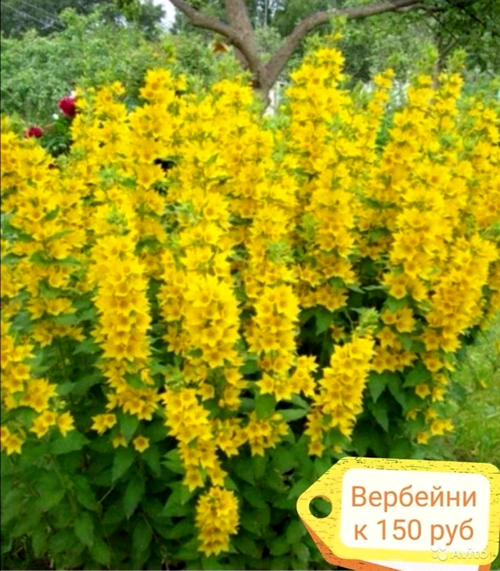 Вербейник Лизимахия