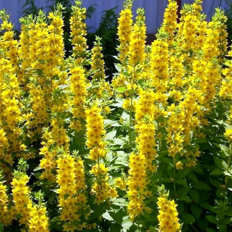 Вербейник Lysimachia punctata