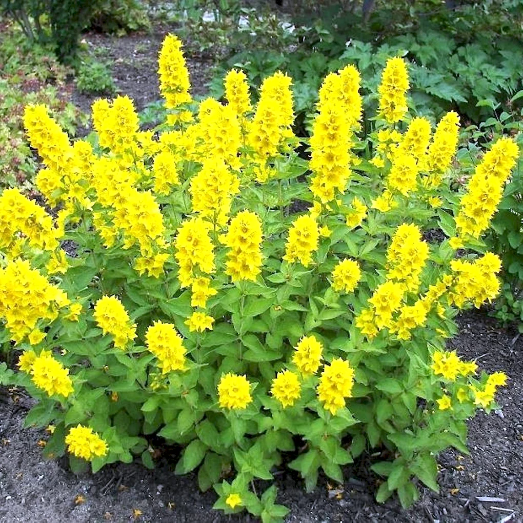 Вербейник Lysimachia punctata