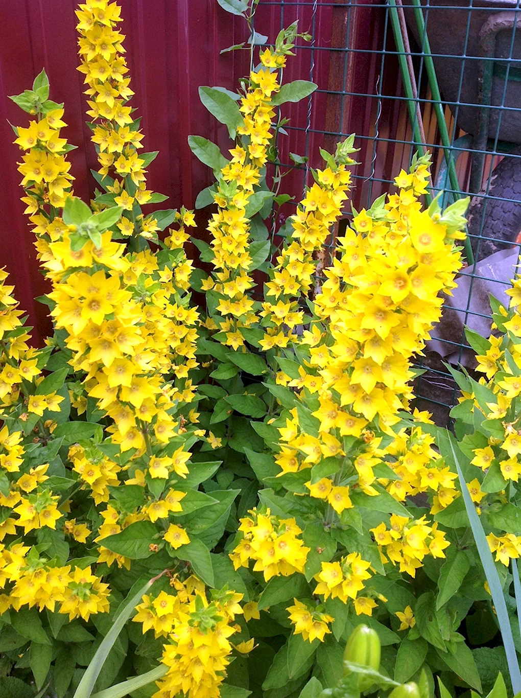 Вербейник точечный Lysimachia punctata