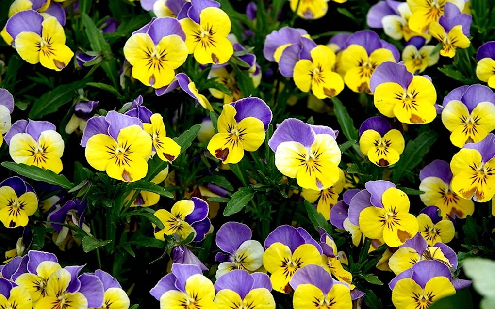 Viola Tricolor