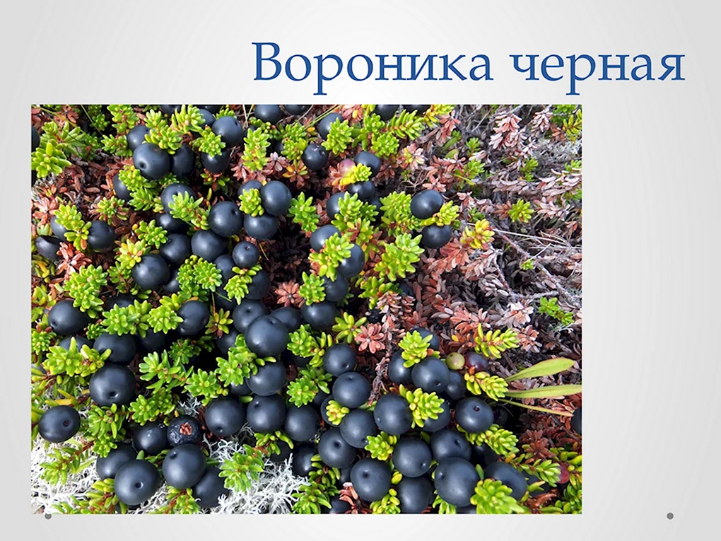 Водяника шикша
