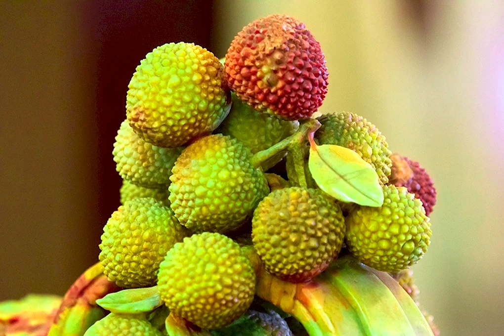 Восковница Myrica