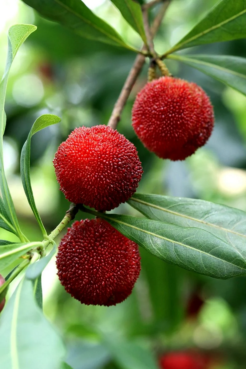 Восковница Myrica