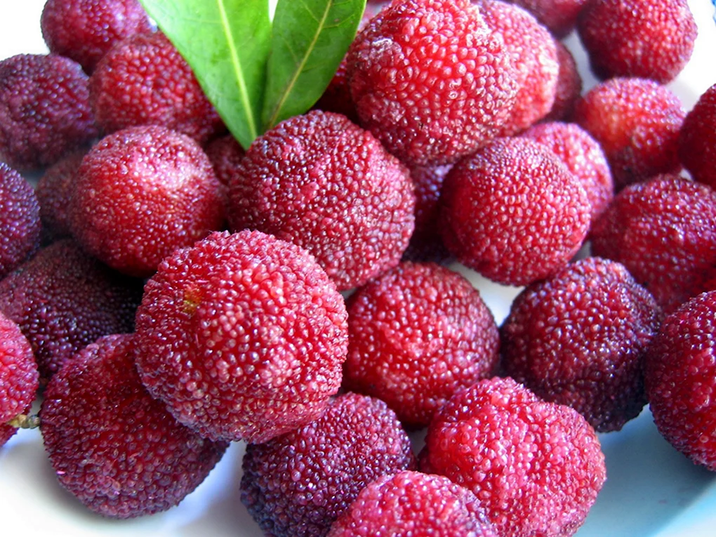 Восковница Myrica