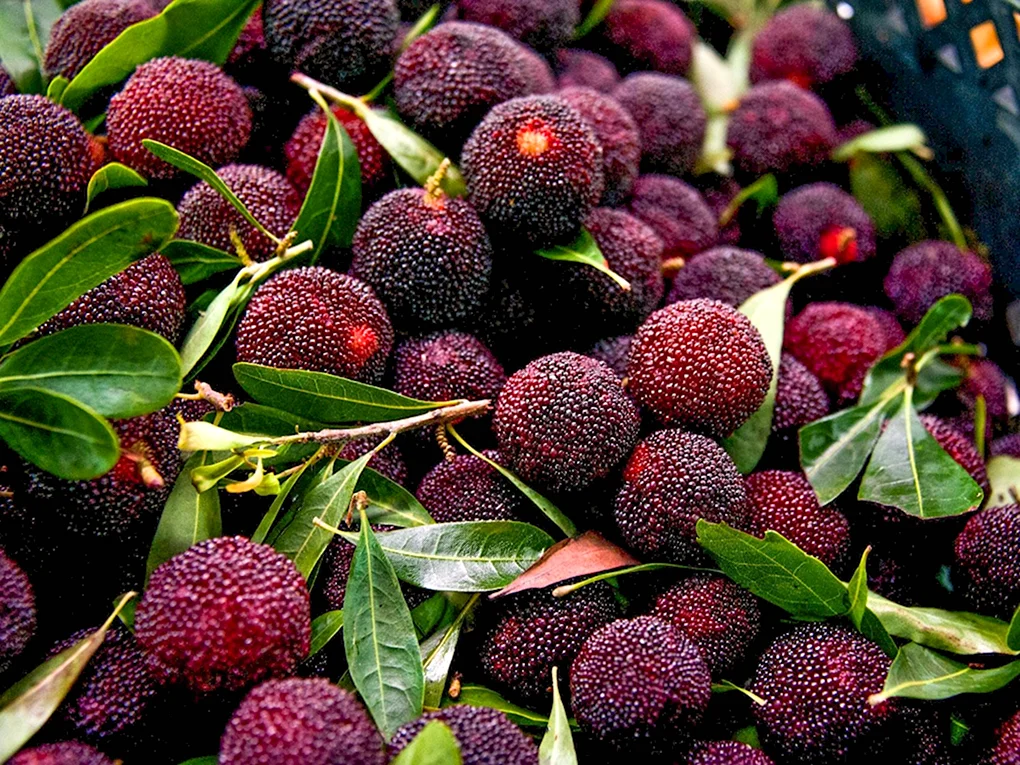 Восковница Myrica