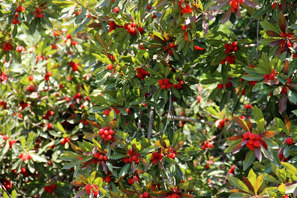 Восковница Myrica