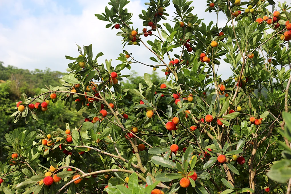 Восковница Myrica rubra