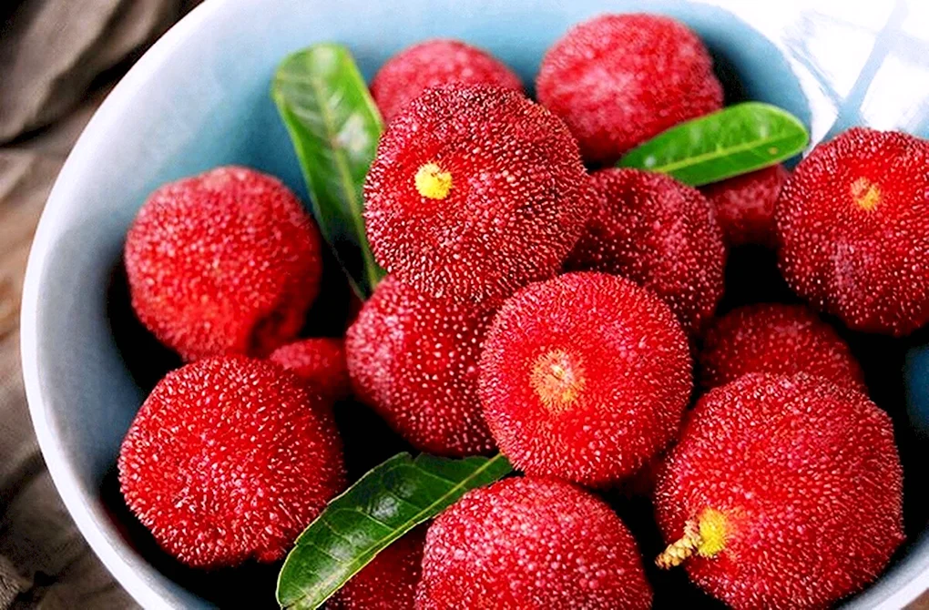 Восковница Myrica rubra