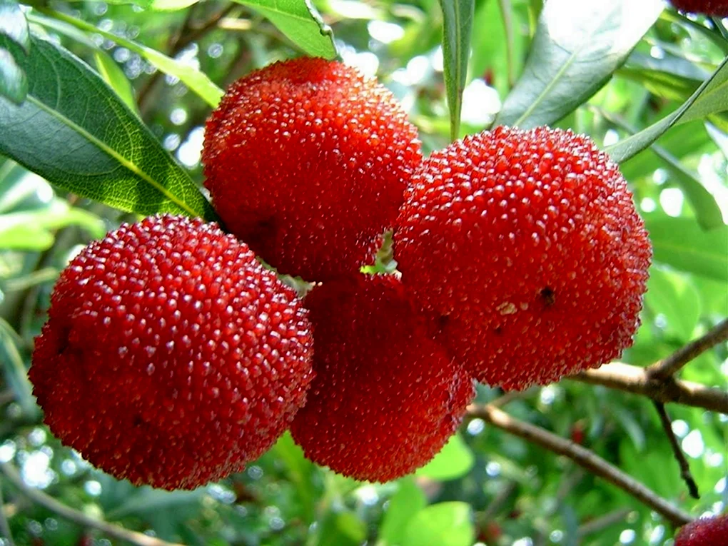 Восковница Myrica rubra