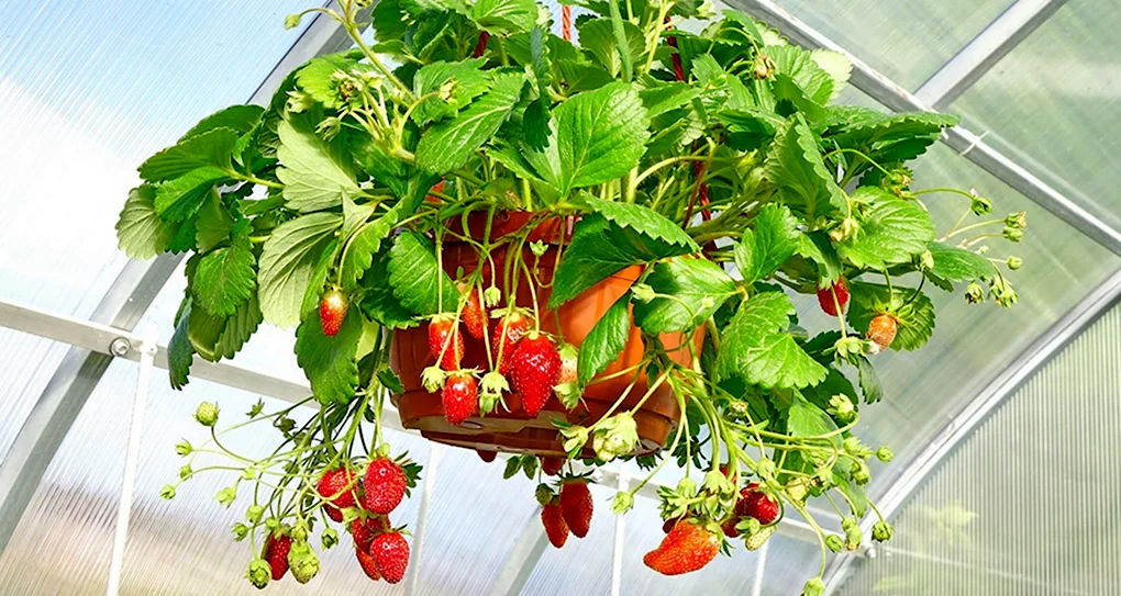Земляника ампельная Лоран
