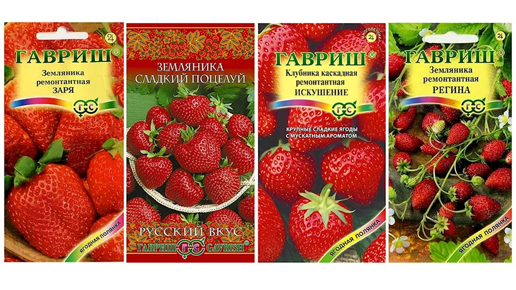 Земляника Регина Гавриш