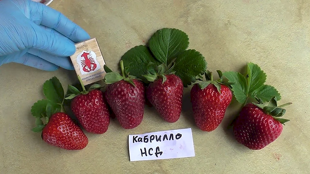 Земляника ремонтантная Кабрилло