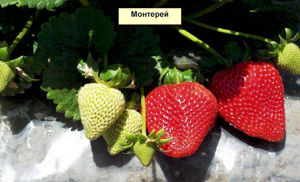 Земляника ремонтантная Монтерей