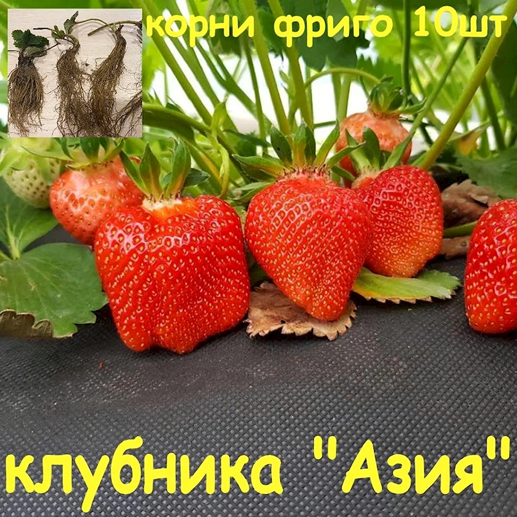 Земляника Садовая Клери